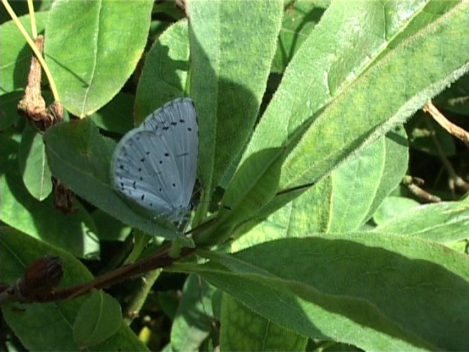 Faulbaumbläuling ( Celestrina argiolus ), Flügelunterseite : Moers, in unserem Garten, 05.07.2005